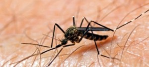 mosquito