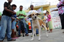 Perro (Salud Pública)