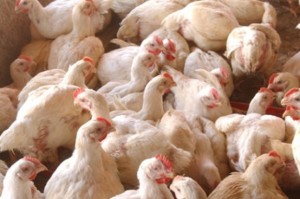 Vendedores y ciudadanos se quejan por escasez carne de pollo y aumento en su precio 