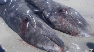 Ballenas siamesas