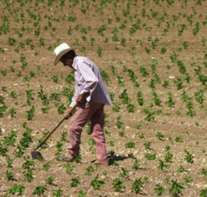 Agricultor (Fuente Externa)