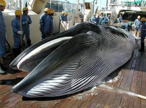 cacería de ballenas