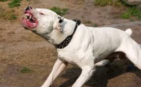 Pitbull enojado
