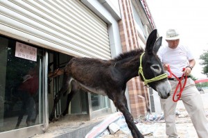 Marko, el burro 
