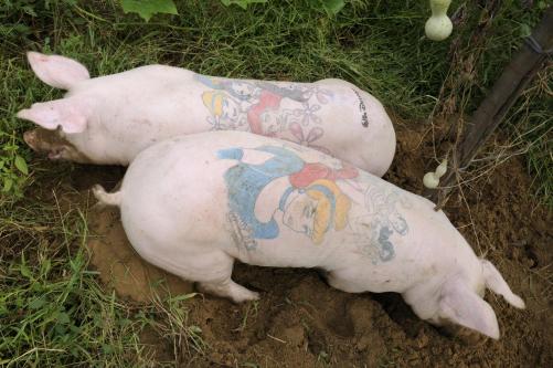 puerco 5