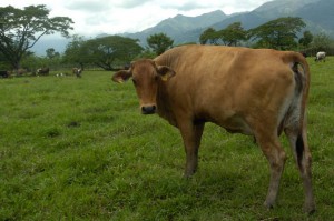 Autoridades recogerán los animales que sean sorprendidos cruzando las vías del nordeste