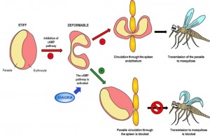 Viagra Malaria