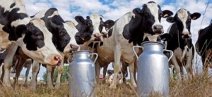 vacas