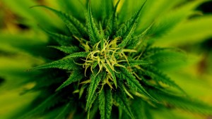 La marihuana puede curar las fracturas de los huesos, según estudios 