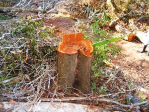 Residentes de Damián Arriba en El Cercado preocupados deforestación 