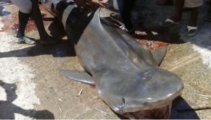 Pescadores atrapan tiburón de mil 900 libras en  mar Caribe