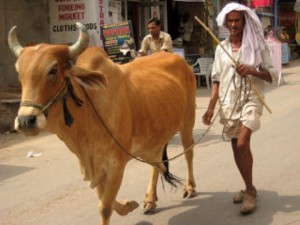 Asesinan musulmán en India por comer carne de res