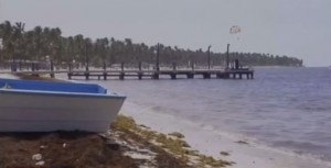 Medio Ambiente: se puede hacer poco ante algas en playas