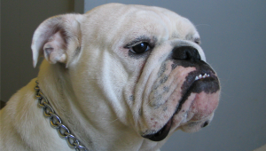 ¡Tierna escena! Así reacciona un bulldog al sentir la lluvia por primera vez  