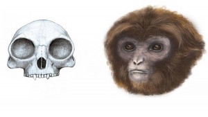 Se completa la cadena evolutiva: científicos descubren un nuevo ancestro humano