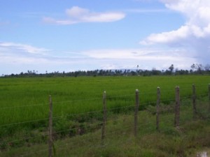 Arroceros denuncian altos costos productivos del cereal amenazan al sector