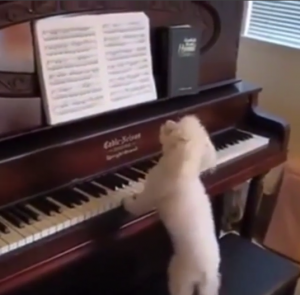 Perrito 