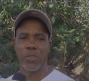 Delincuentes azotan plantaciones de plátanos en Azua 