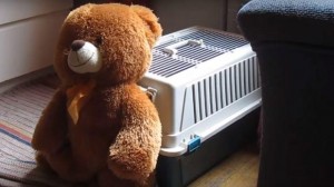 Perro quiso dormir con peluche y usó su inteligencia