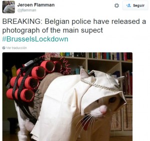 Twitter se llena de gatos con el fin de apoyar la operación antiterrorista en Bélgica