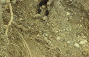 Encuentran quemados cadáveres de dos hombres en Azua