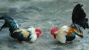 Matan a tiros a ocho durante pelea de gallos en México 