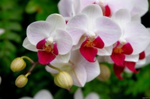 Feria presenta cursos gratuitos sobre cuido casero de plantas vivas 