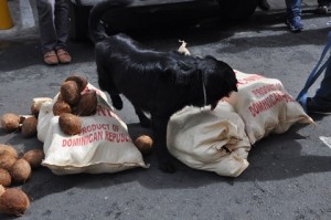 DNCD ocupa 36 paquetes de droga en contenedor cargado de cocos que iba para España 