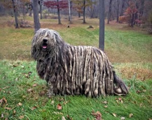  Las razas de perros más raras que jamás has visto