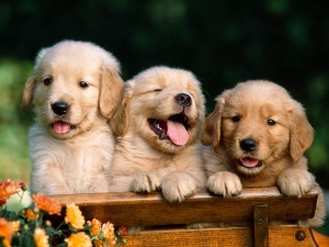 cachorritos