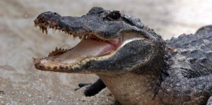 Australia: Cocodrilo ataca a una mujer de 68 años