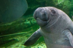 Proponen quitar al manatí de lista de especies en peligro