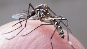 Mosquito