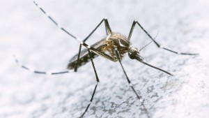 ¿Qué sucedería si se matara a todos los mosquitos que transmiten zika, dengue y chikungunya? 