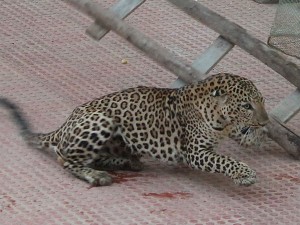 Seis heridos y 14 horas de angustia al entrar un leopardo en una escuela del sur de la India