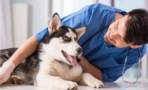Los perros pueden ser clave para la cura del cáncer 