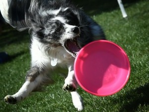 Científicos británicos miden el cociente intelectual de los perros