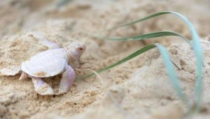 Una rara tortuga albina nace en playa australiana