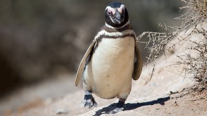 PINGUINO