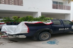 Apresan canadiense tras desmantelar vivero de Marihuana bajo techo en Verón 