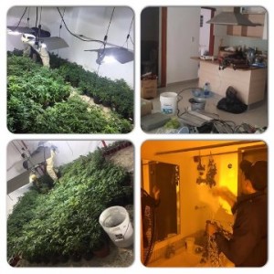 Desmantelan vivero de marihuana en Verón