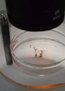 OMS Riesgo de brote europeo de zika es de bajo a moderado