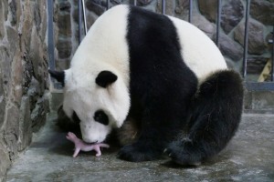 PANDA-GIGANTE-BEBE01