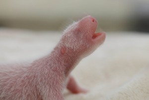 PANDA-GIGANTE-BEBE03