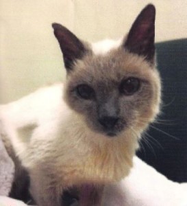Un siamés de 30 años es el gato vivo más viejo del planeta