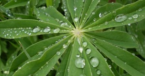 Estudio: 21% de las plantas del mundo están en peligro de extinción
