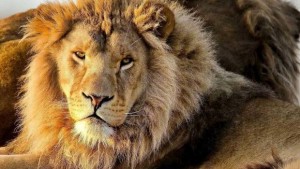 Chile: Matan dos leones para salvar hombre que se metió a su jaula pasa suicidarse 
