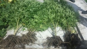 Plantas de marihuana ocupadas
