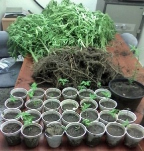 PN ocupa 40 plantas de presunta marihuana atribuidas a hermanos deportados