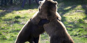 Ataques mortales de osos causa alarma en Japón